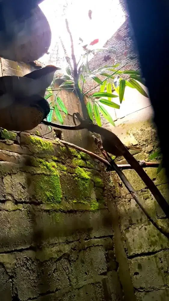 Cucak rowo indukan produksi