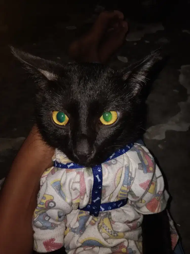 Kucing hitam polos
