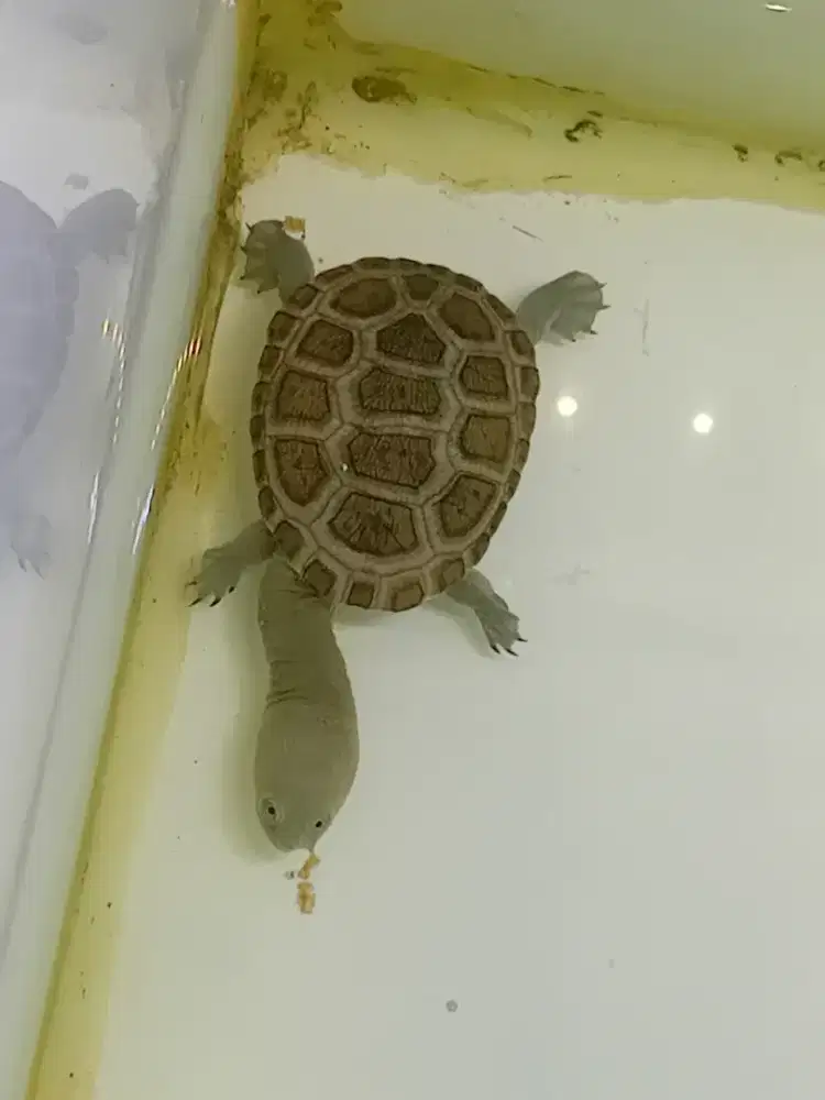 Kura  siebenrocky baby up 6-7cm