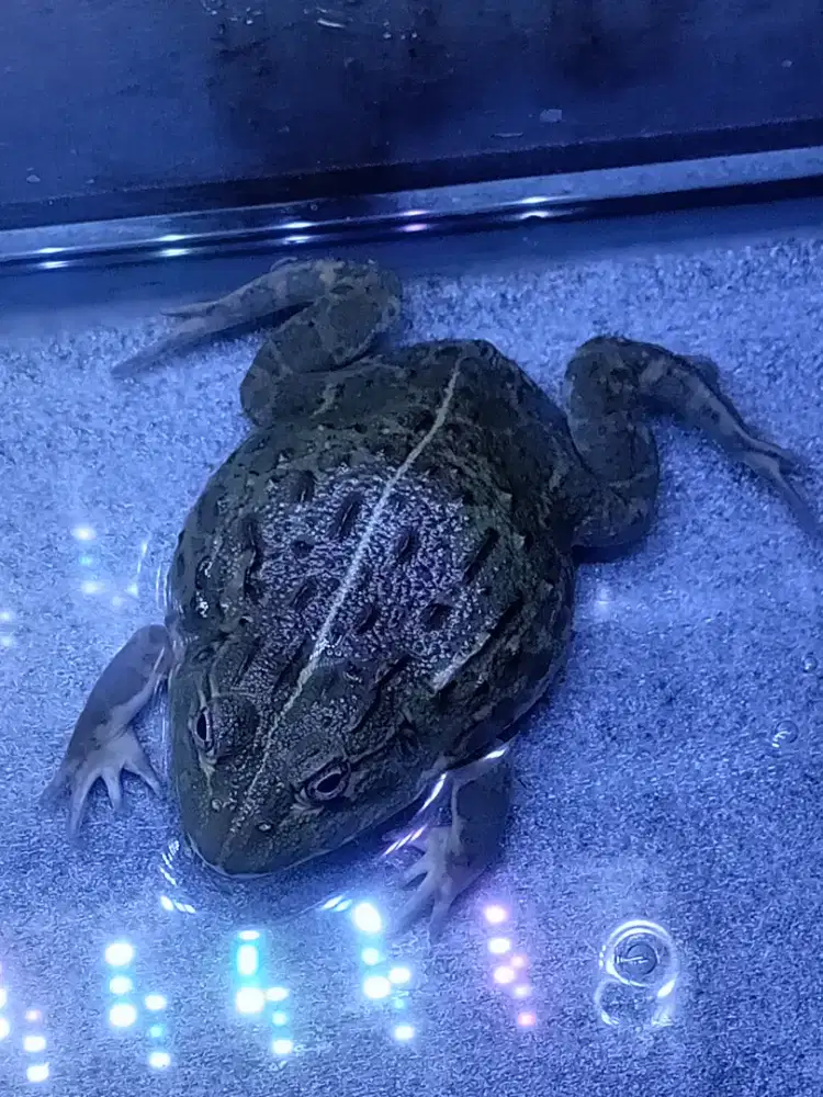 Afica bullfrog pixie jantan 10cm rakus bisa besar sampai 25cm