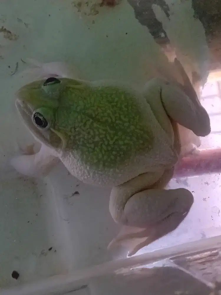 Kodok asian bullfrog albino indukan jantan
