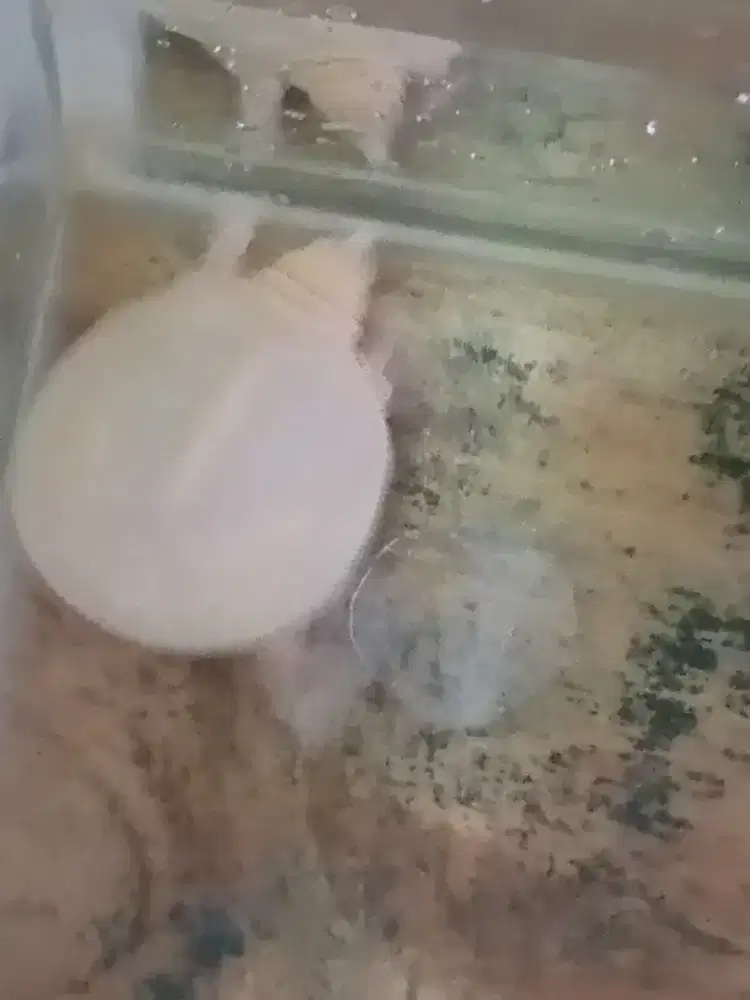 Kura kura albino mata merah size 5-6cm