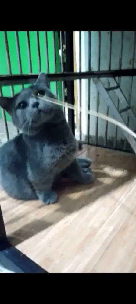 Jasa pacak/kawin Munchkin bsh blue