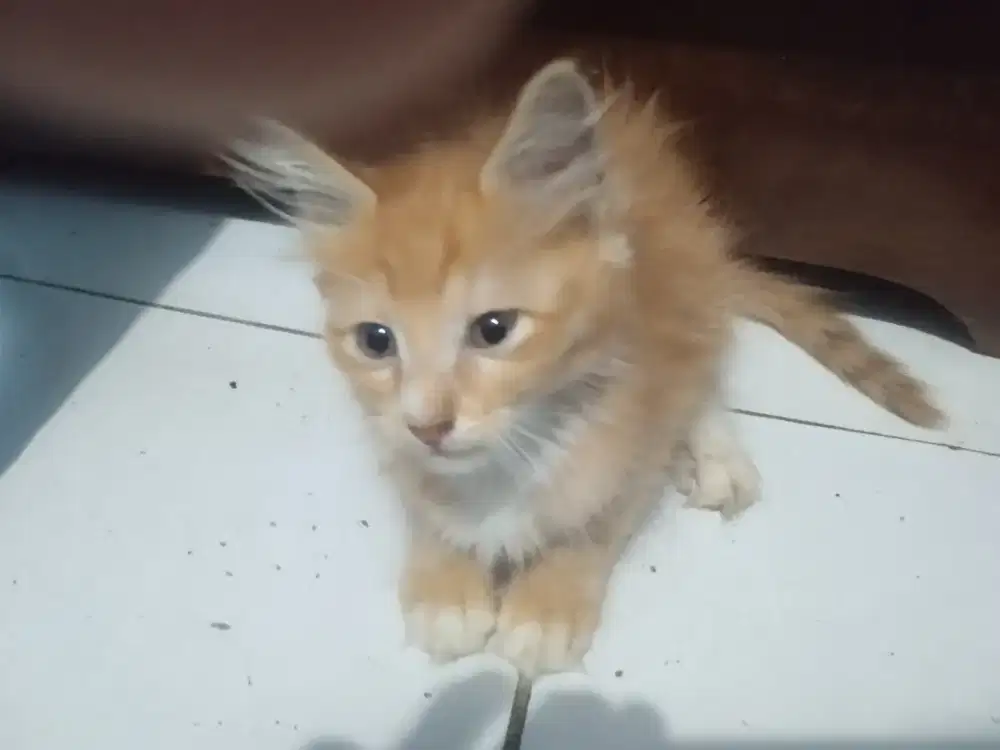 Kucing kitten anggora