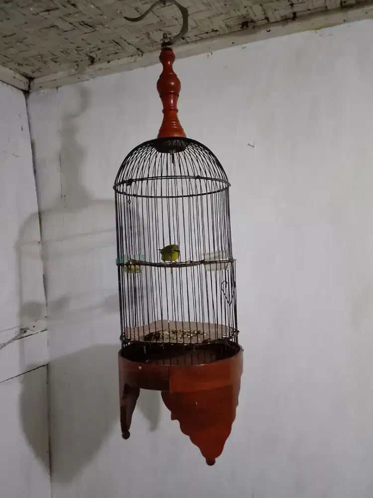 Burung kecil suara keras fullset