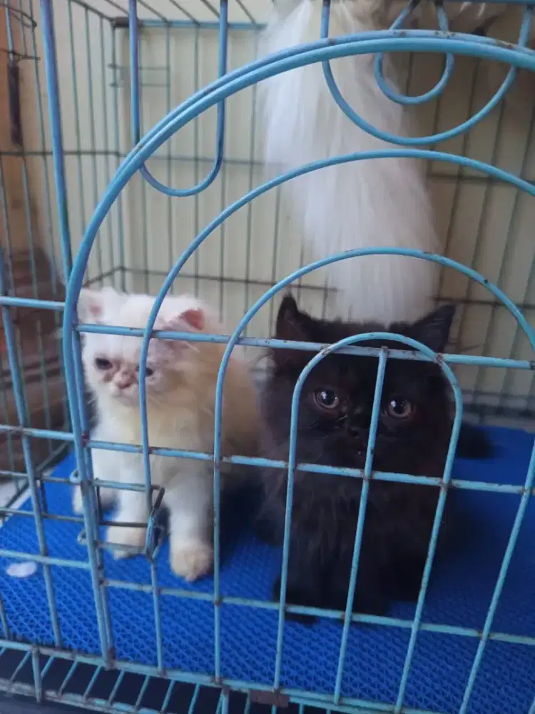 Kucing Persia Flatnose