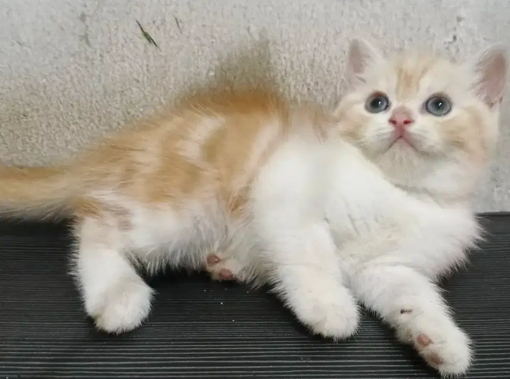 Anak kucing Kitten Munchkin NS mix BSH betina