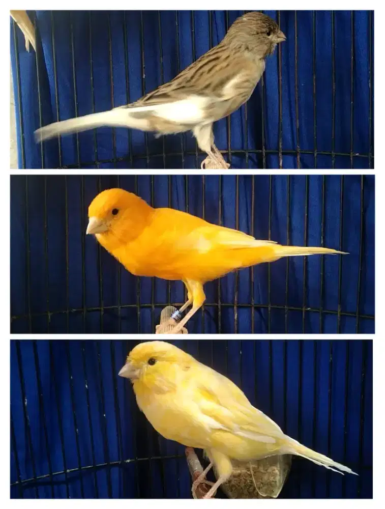 Kenari f1ys betina dara siapan tiga ekor
