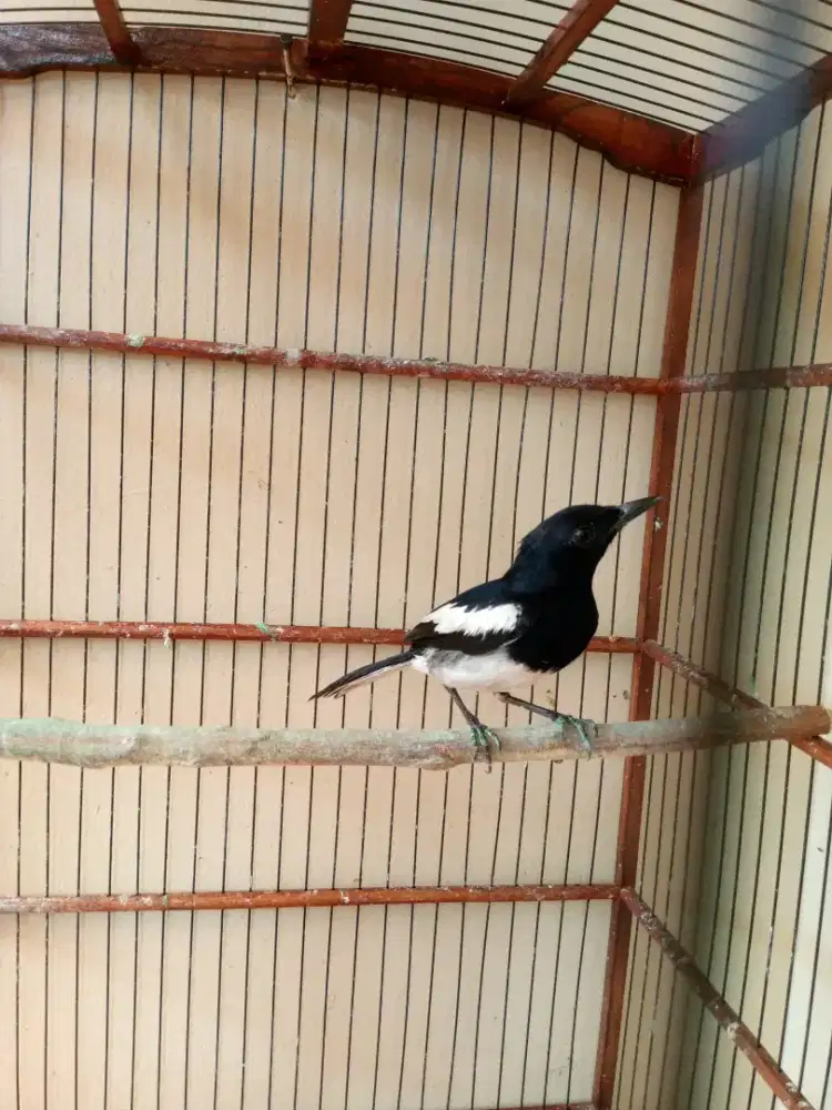 Kacer daput dah wik plong