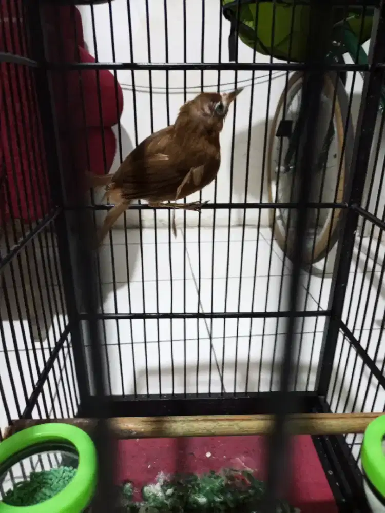 Wambie lokal betina siapan