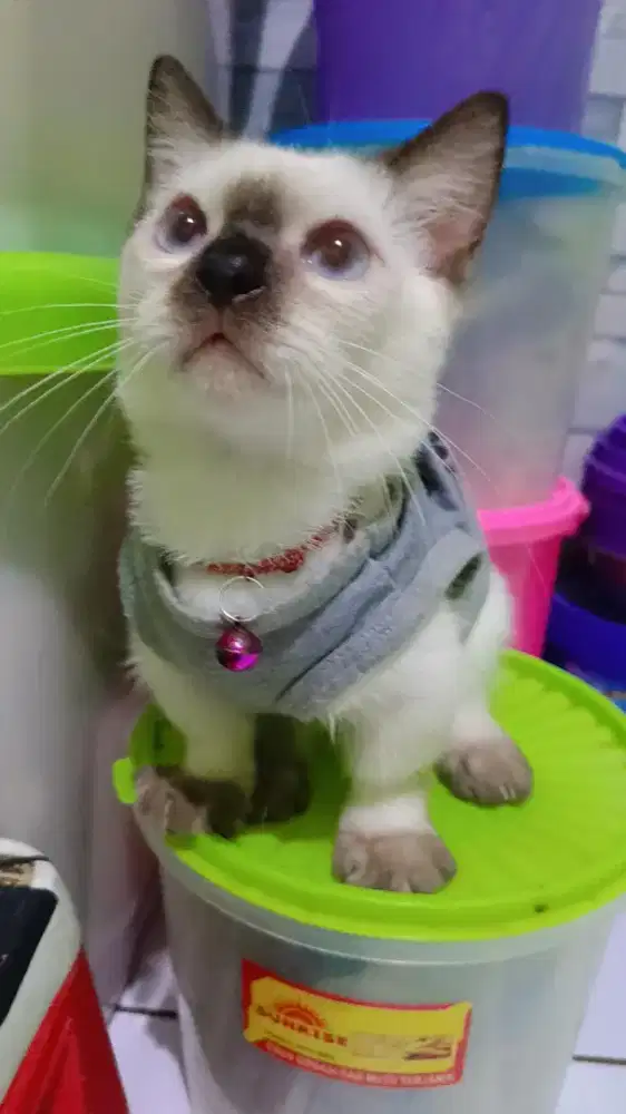 Kucing Kitten Munchkin Cebol Kaki Pendek