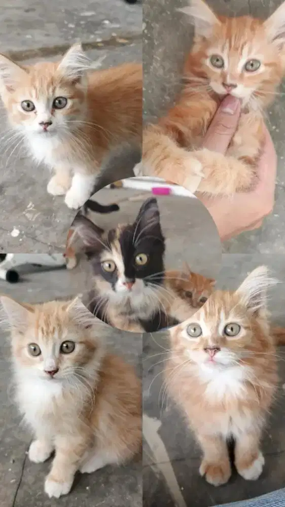Lepas Adopt Kucing Kitten Persia Longhair