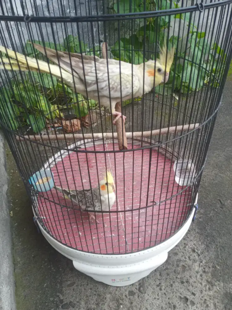 burung falk jantan betina