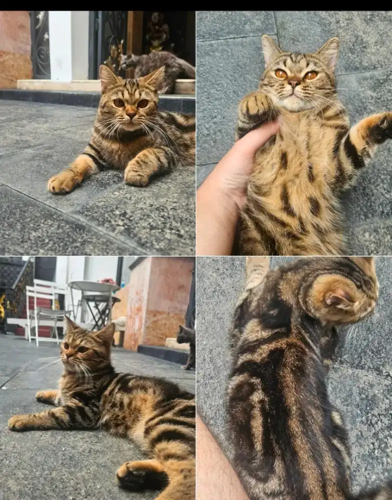 Kucing BSH british shorthair mix JANTAN