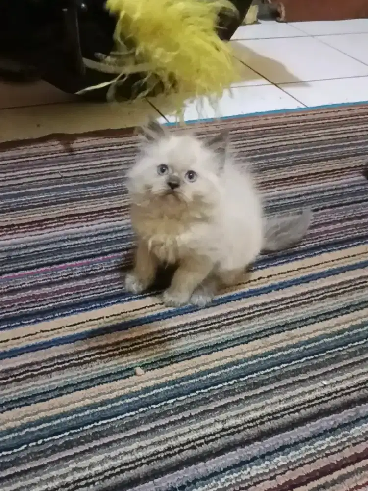 Kucing Persia Himalaya Seal Point