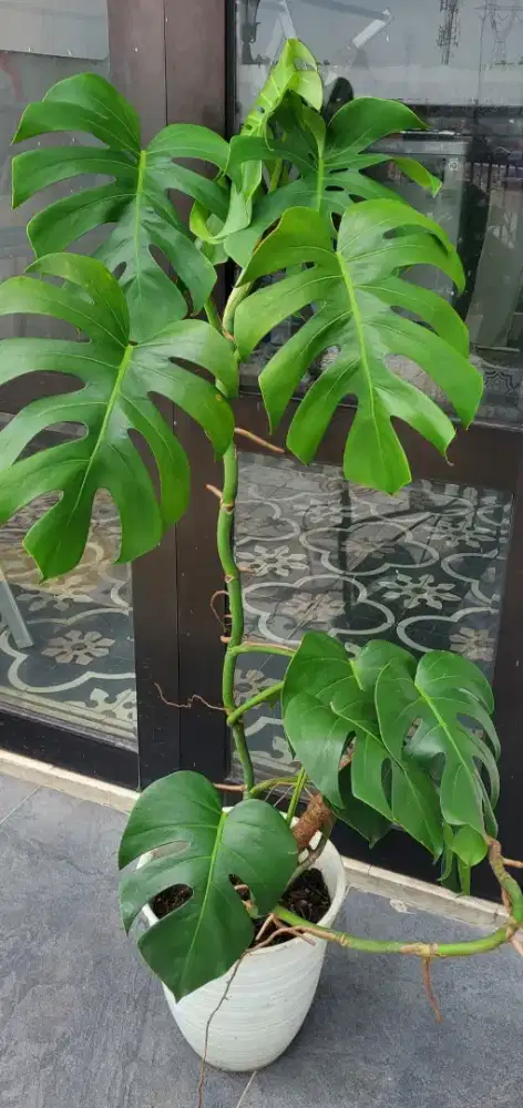 Tanaman Monstera