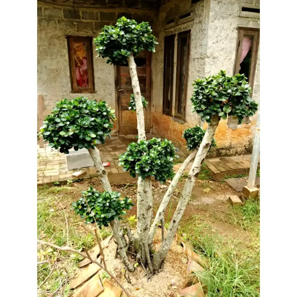pohon bonsai beringin Korea micro/mangkok siap antar area Jabodetabek