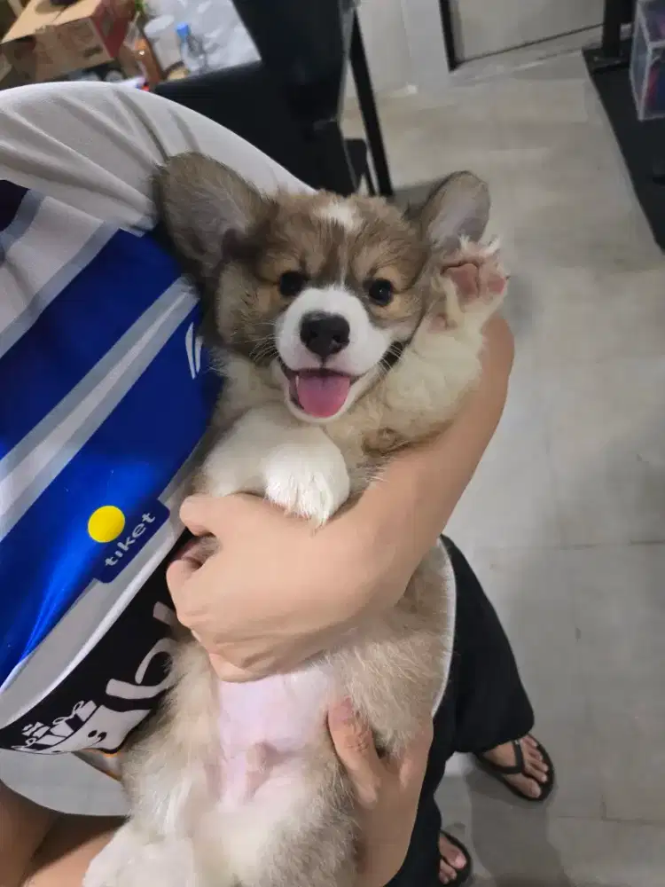 Welsh corgi stambum puppy