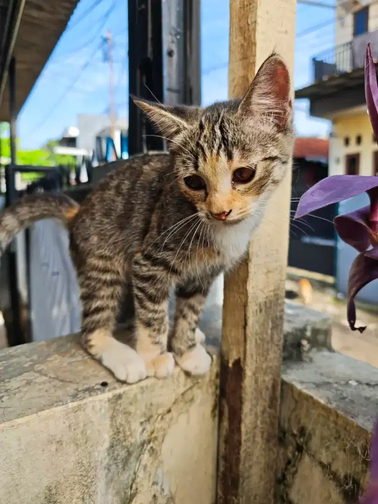 Adopsi/Hibah 2 Anak Kucing (3 Bulan) Lucu & Manja - Cinere/Cilandak
