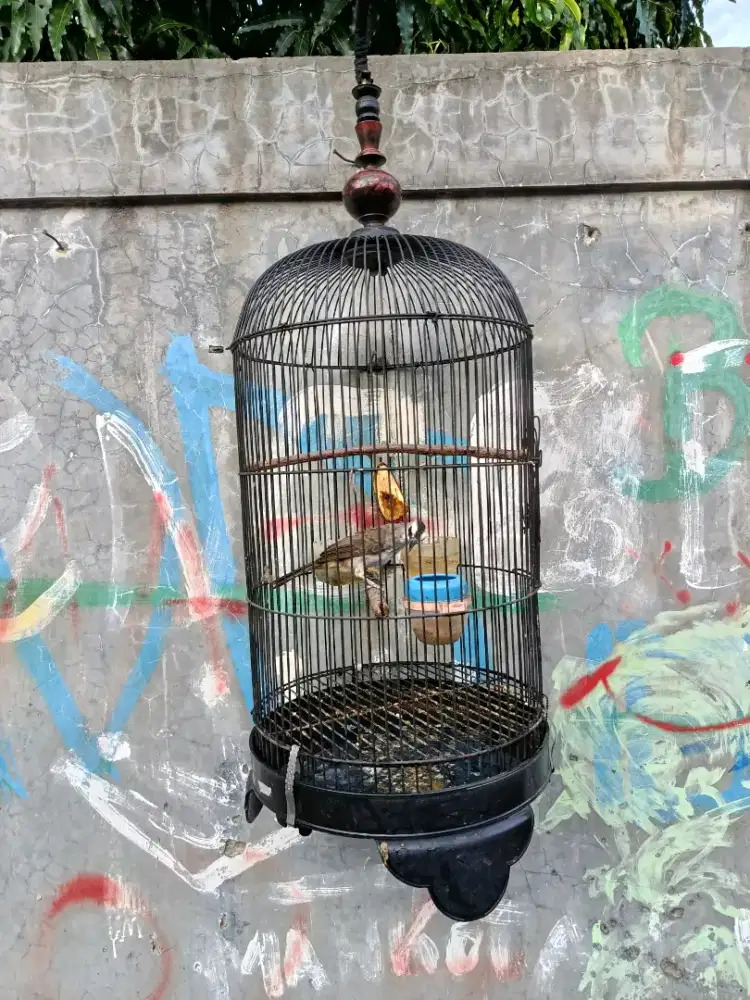 Burung Trucukan Jinak Fullset