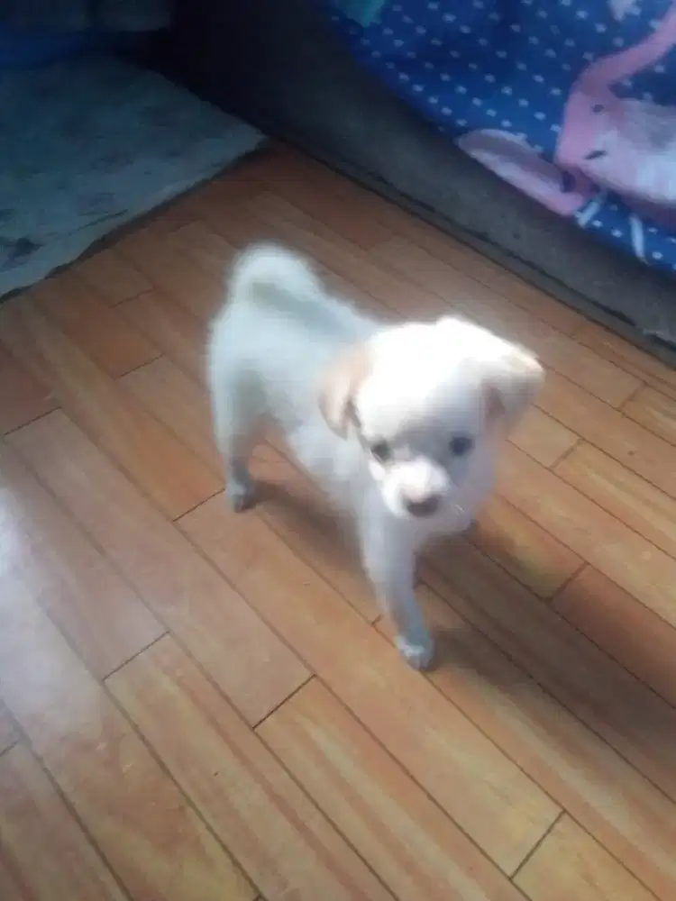 Anak Anjing Minipom Puppy