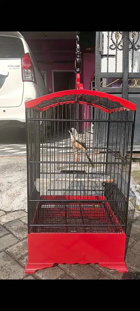 Pentet gacor. Anti miyik