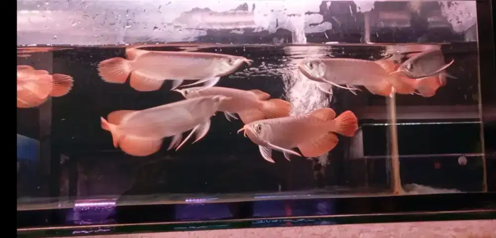 Arwana SR slayer 20cm