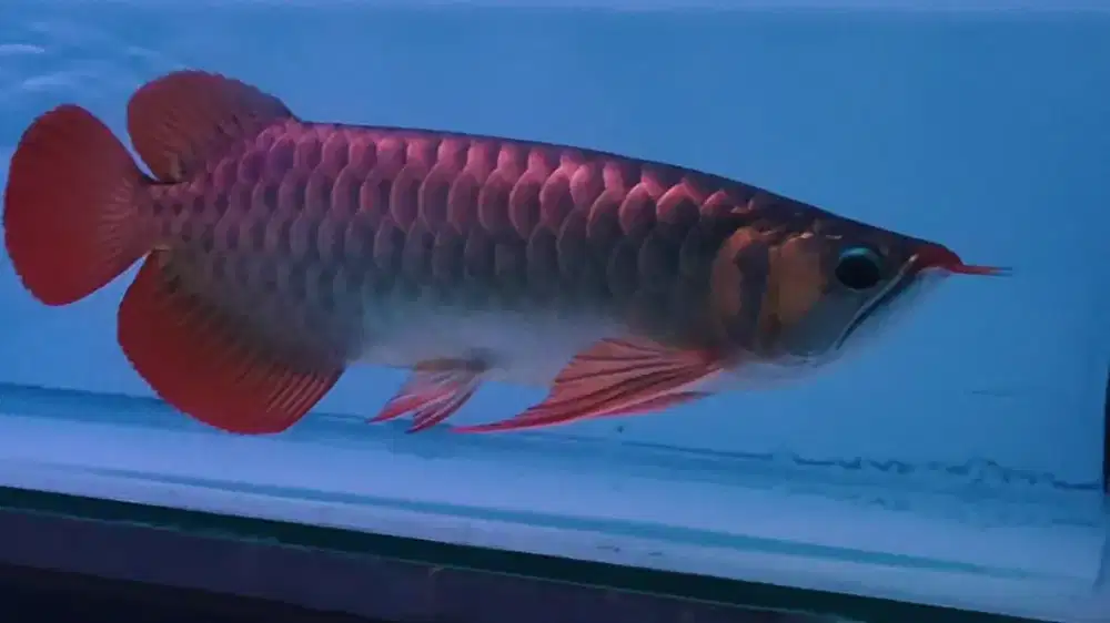 Arwana Arowana super red ekor lebar -+40cm