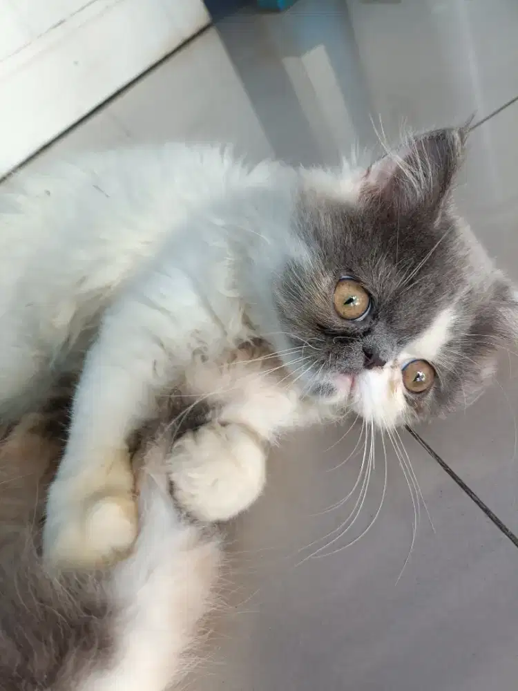 Anak kucing peaknose