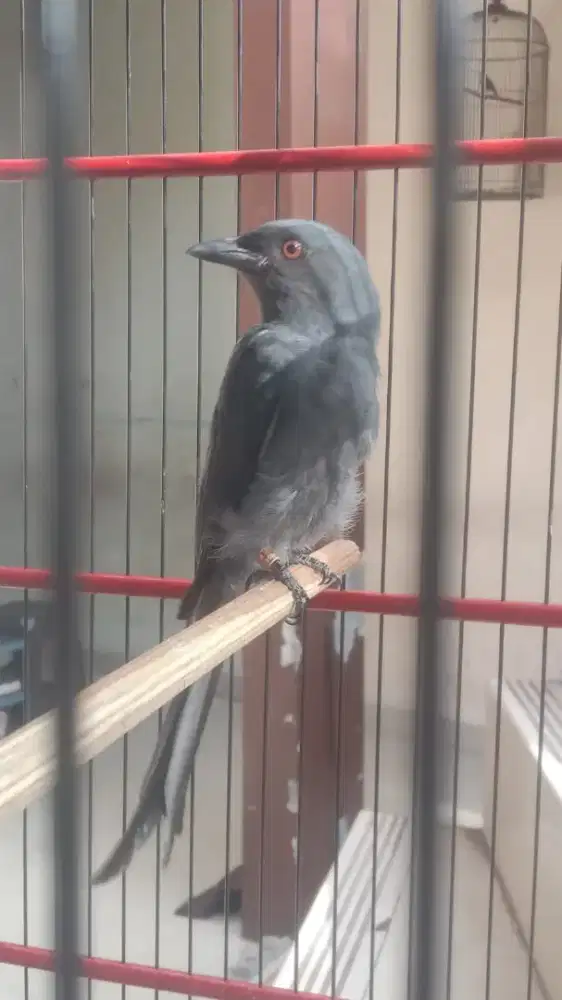 SG abu mapan purtotal