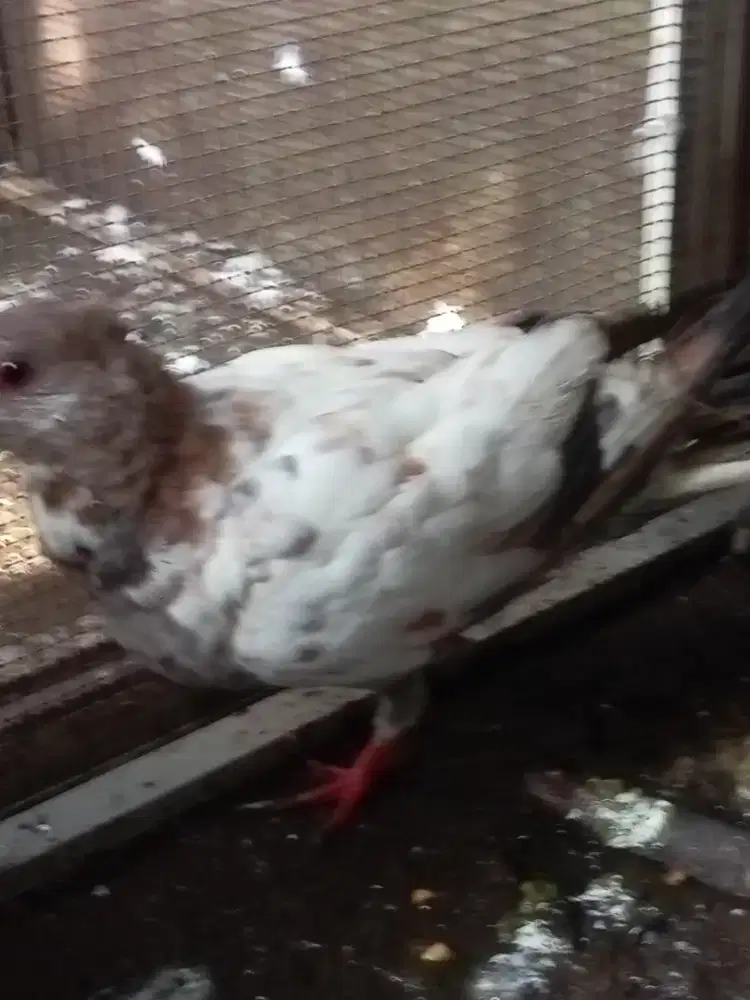 merpati betina kucir