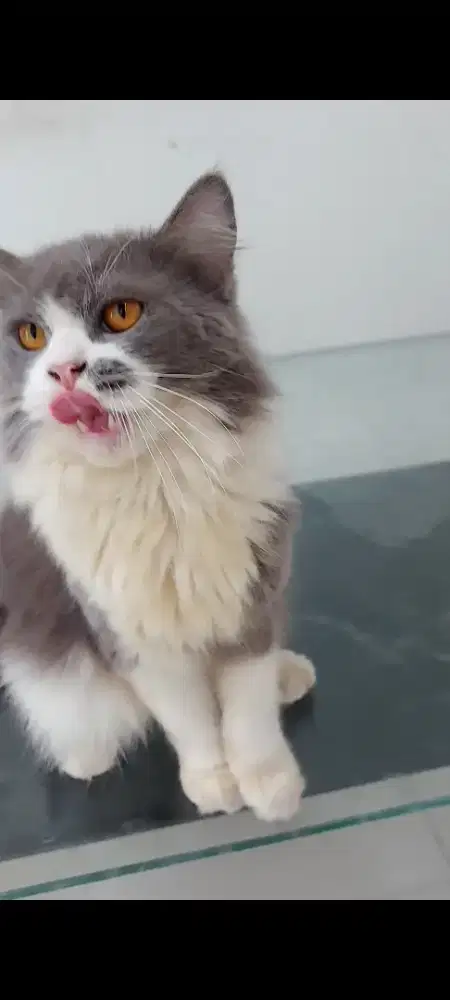 Kucing Persia jantan