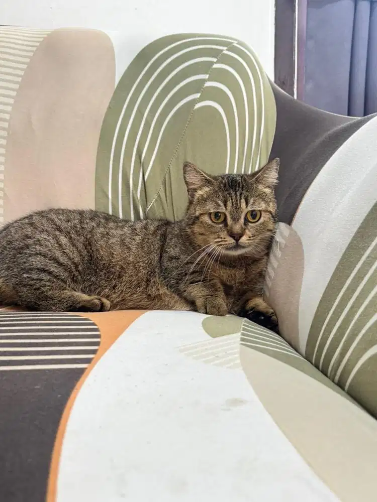 Munchkin cebol BSH  gaelic sepasang