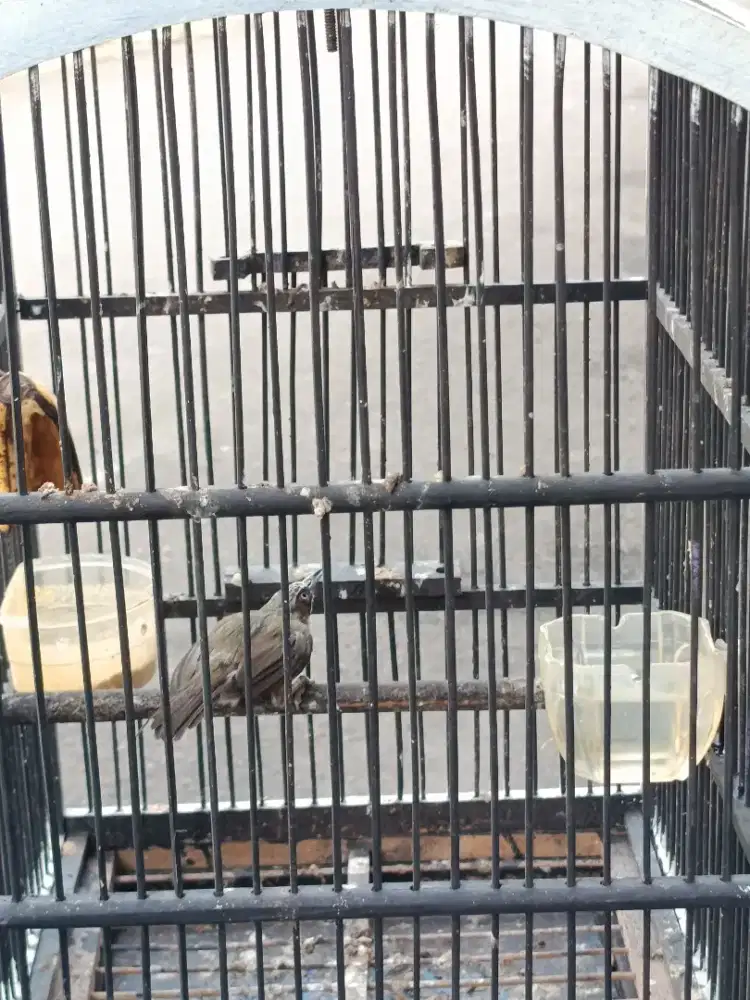 Opior Paruh Tebal Fullset