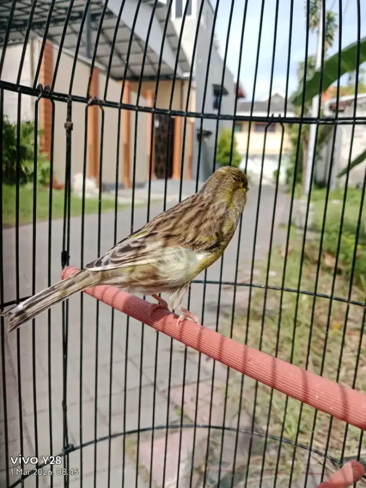 Jual Burung kenari loper betina siapan