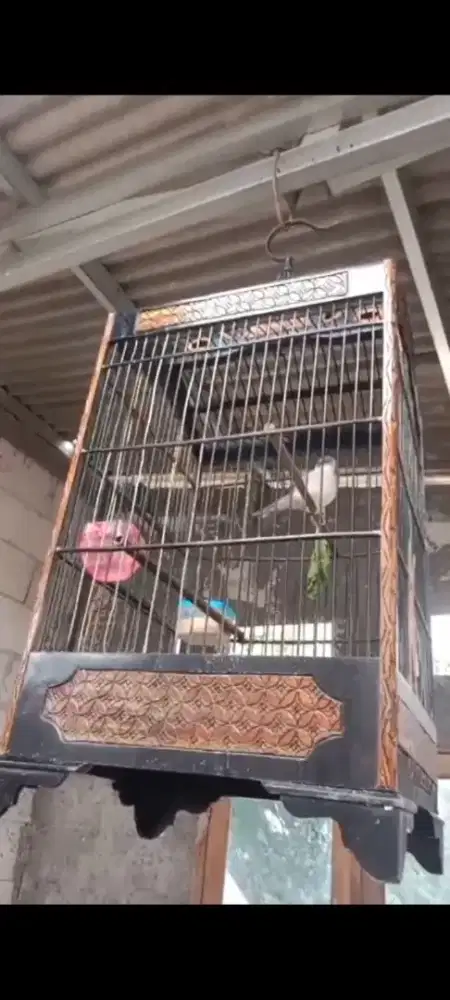 Kenari panda loper jantan dan kenari betina oren pake ring..