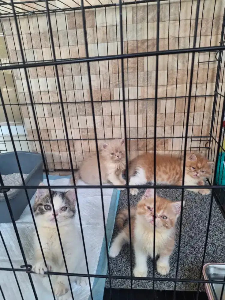 Kitten gembul exo peaknose