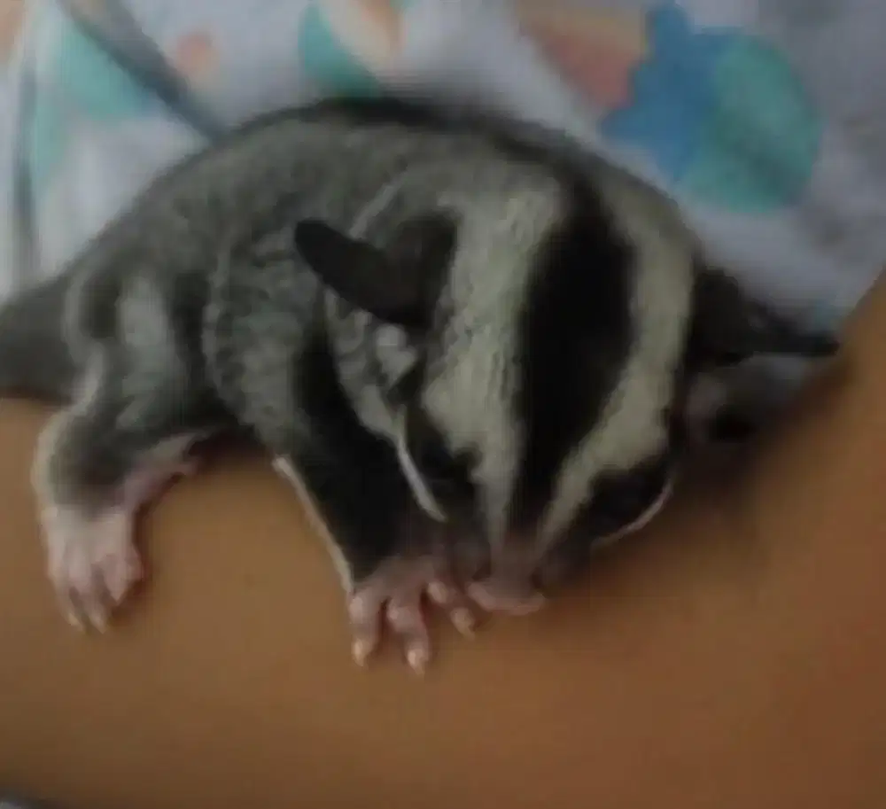 5 sugargilider dewasa dan sepasang joy sugarglider