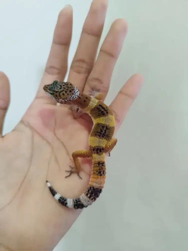 Leopard Gecko Male