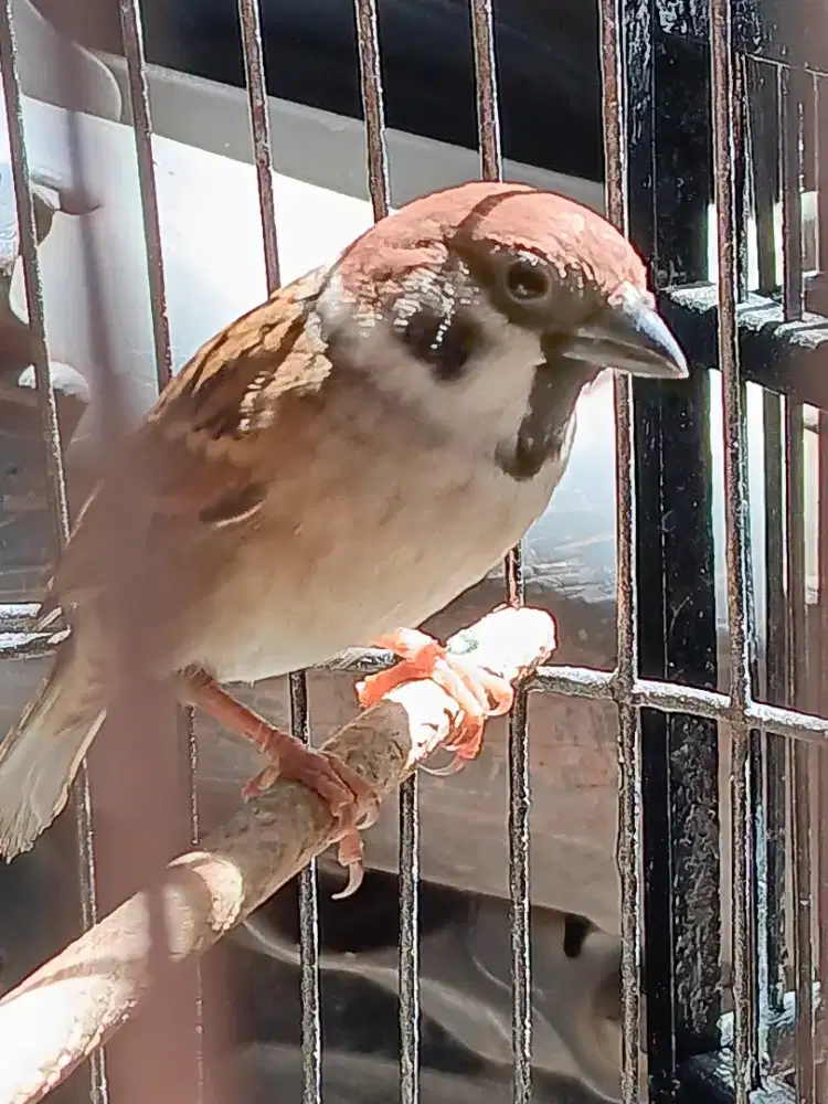 Burung golejra pohon