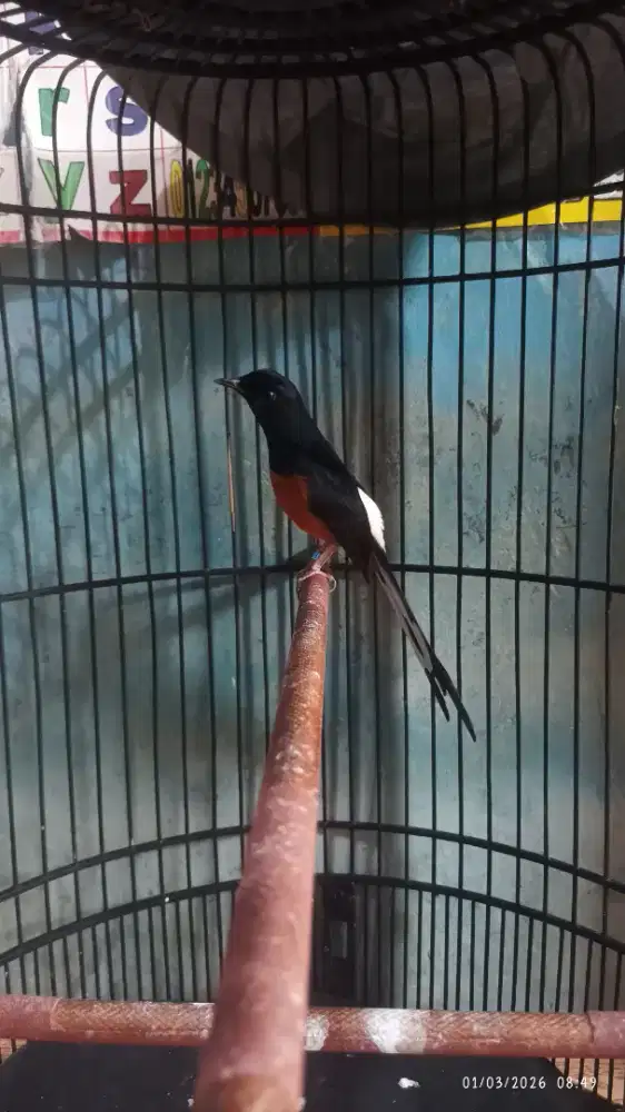 Gacor isian banyak volume kenceng