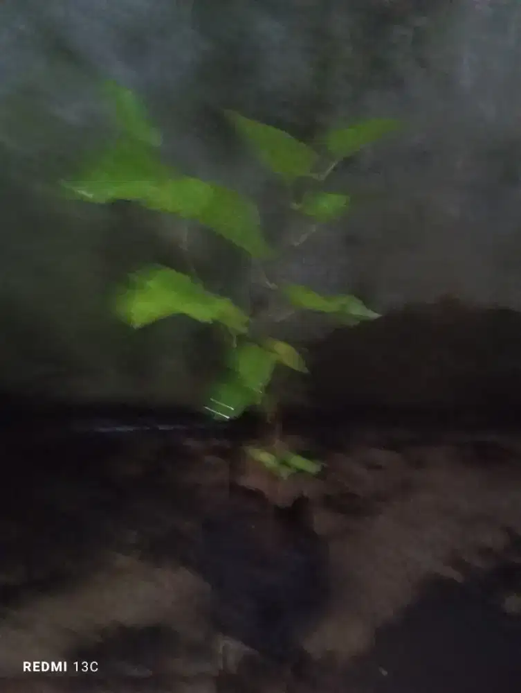 Tanaman buah murbery