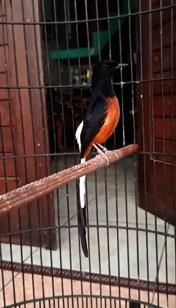 Murai medan ring gacor