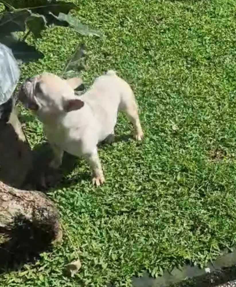 French bulldog jantan dewasa