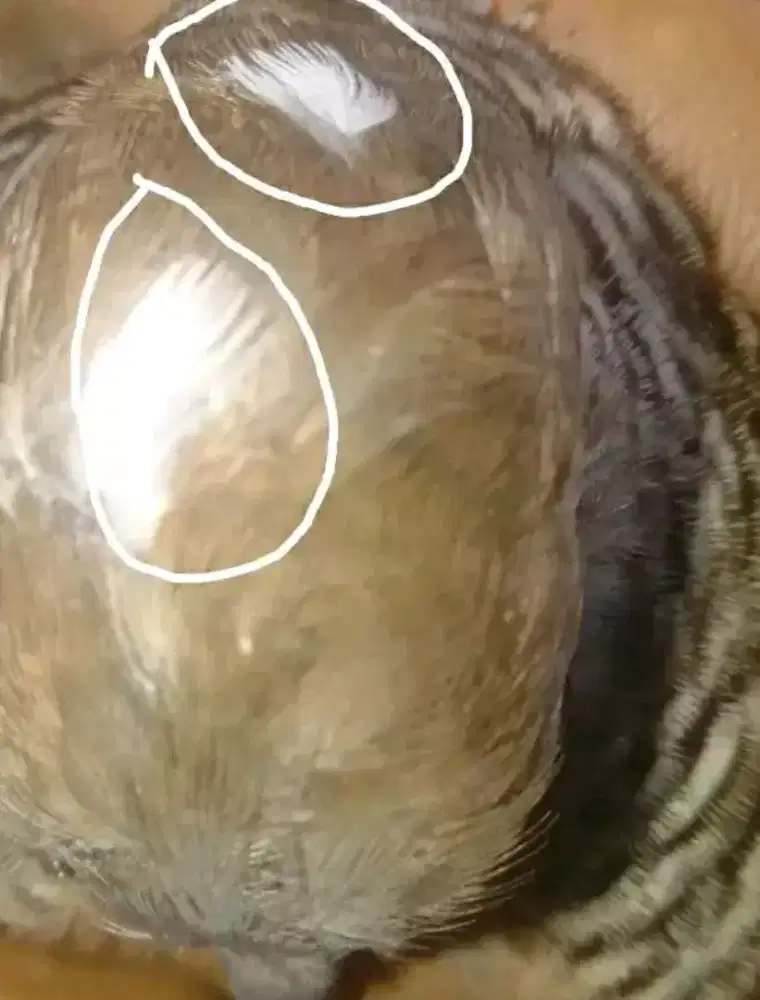 Perkutut Satrio pinayungan