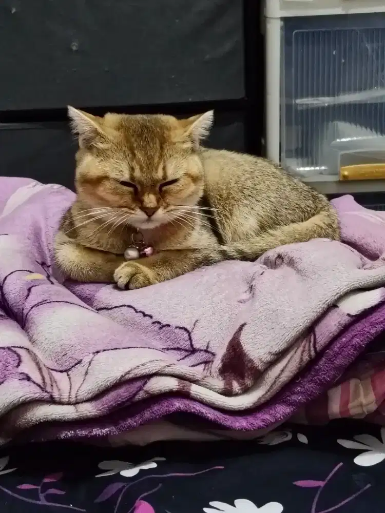 Kitten Bsh golden betina