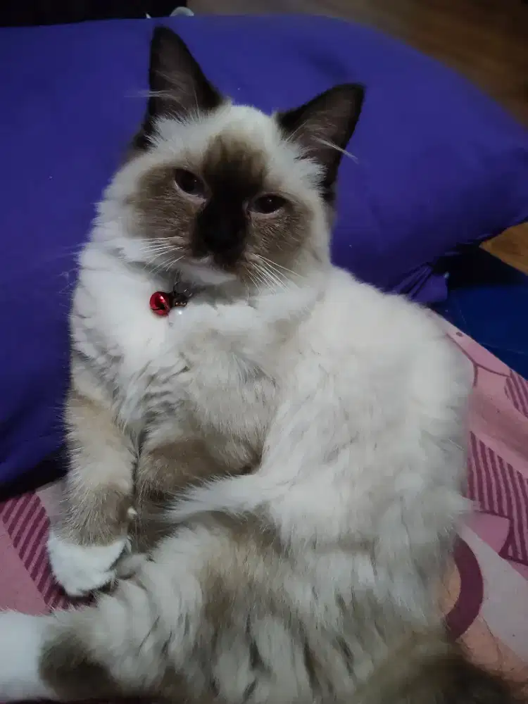 Kitten Munchkin Himalaya jantan