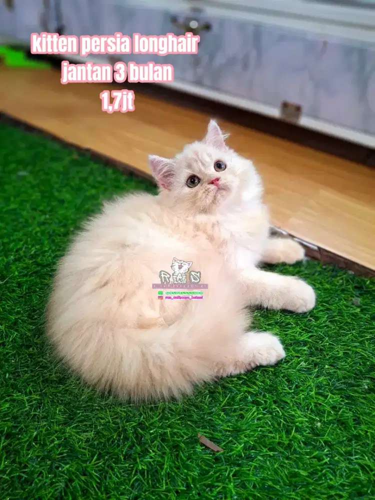 Kucing lucu lucu