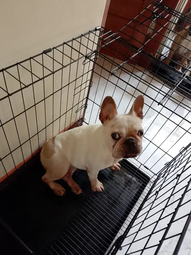 French bulldog / frenchie indukan