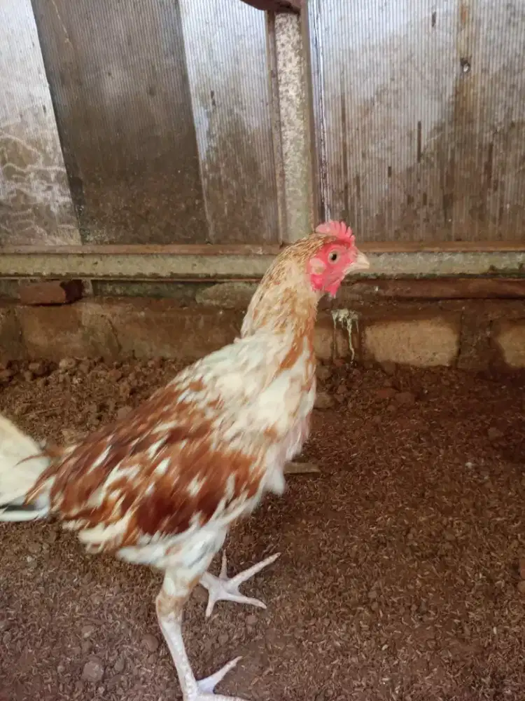 Ayam kampung usia 4 bulan